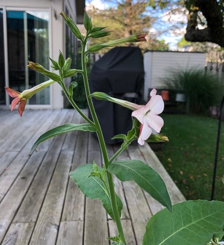 pianta del tabacco — Bild 5