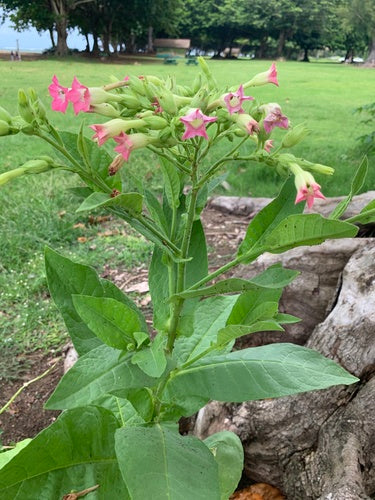 pianta del tabacco — Bild 3