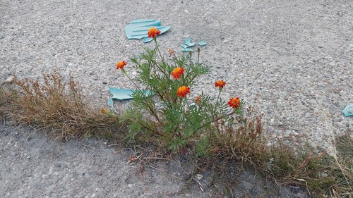 Tagete — foto 5 di 8