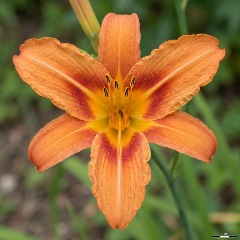 Daylilies