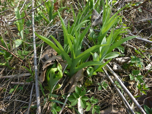 Daylilies — Bild 5