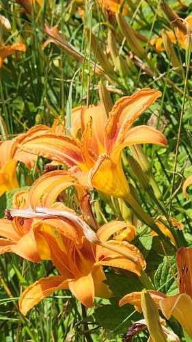 Daylilies — foto 5 di 12