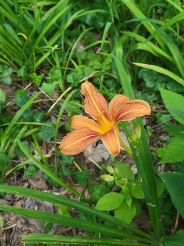 Daylilies — foto 5 di 12