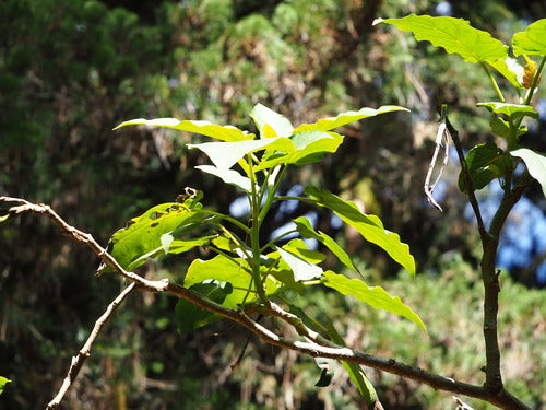 Tamarillo — foto 4 di 8