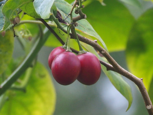 Tamarillo — foto 1 di 8