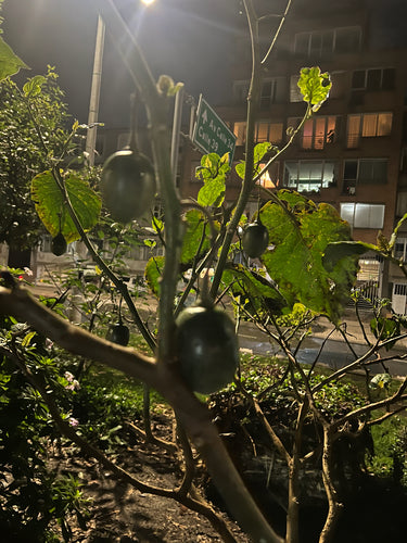 Tamarillo — Bild 1