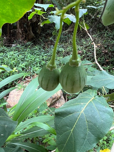 Tamarillo — foto 3 di 8