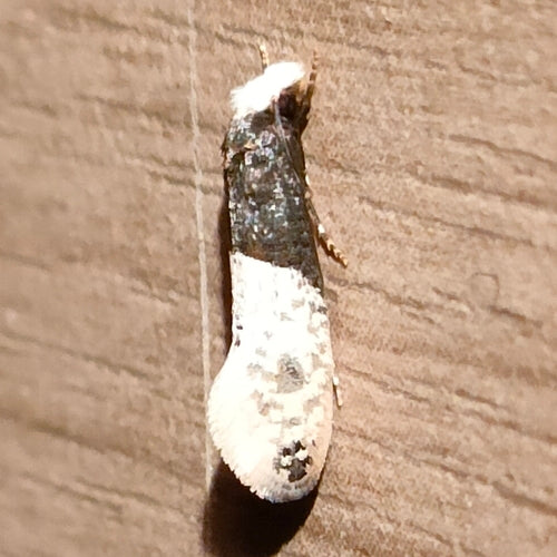 Falena della carta da parati — Bild 3