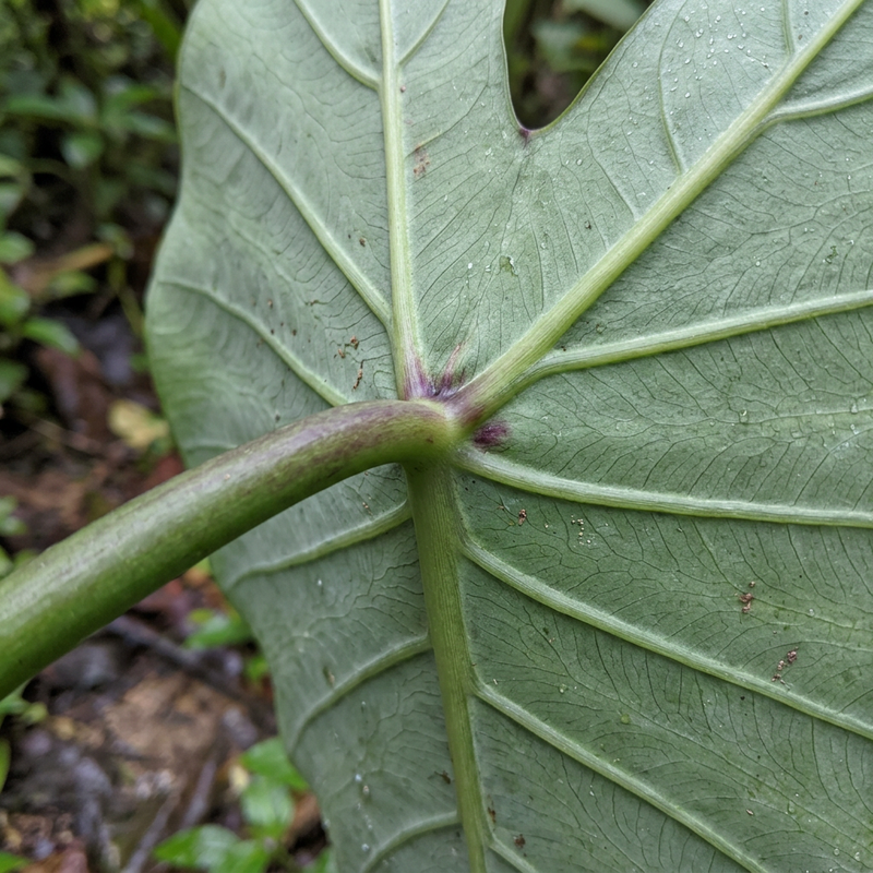 Taro (vero taro) (Colocasia esculenta), illustrazione IA