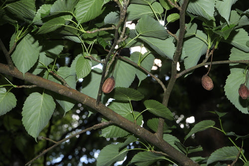 Albero dei tessuti — Bild 2