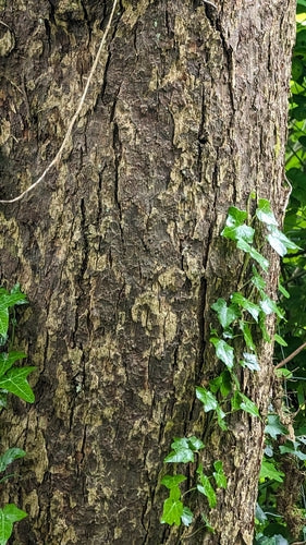 Albero dei tessuti — foto 4 di 10