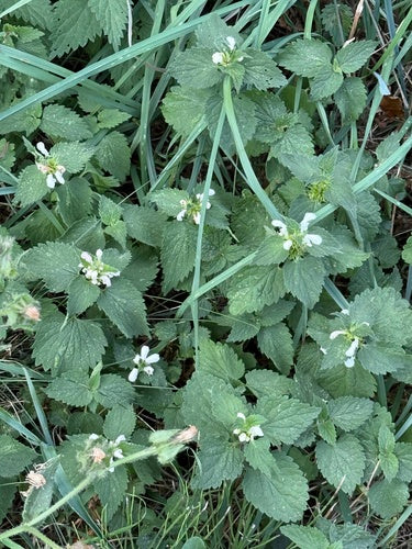 Ortica morta — Bild 4