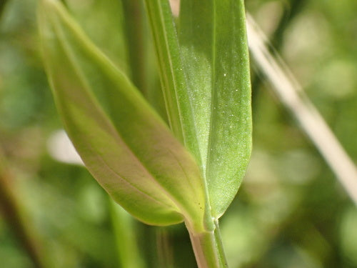 Centaurea — foto 4 di 8