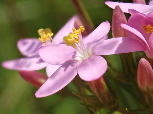 Centaurea — foto 3 di 8