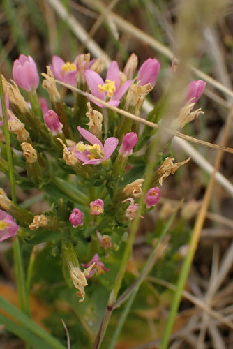 Centaurea — Bild 5