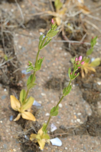Centaurea — Bild 2