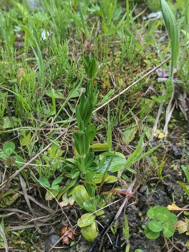 Centaurea — Bild 4