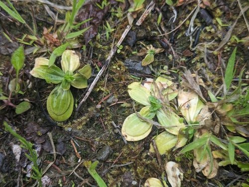 Centaurea — Bild 3