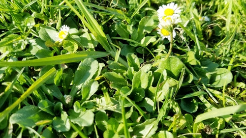 Bellissimo — Bild 5