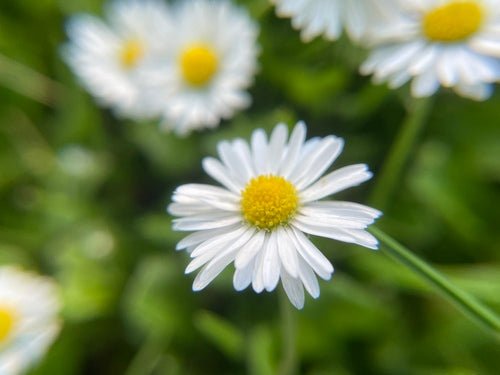 Bellissimo — Bild 4