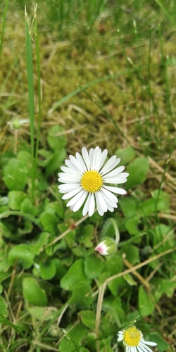 Bellissimo — Bild 2