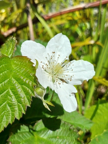 Tayberry — Bild 4