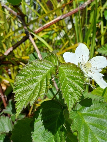 Tayberry — Bild 3