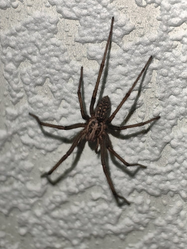 Tegenaria Atrica — foto 2 di 8
