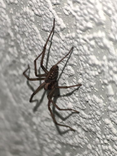 Tegenaria Atrica — foto 1 di 8