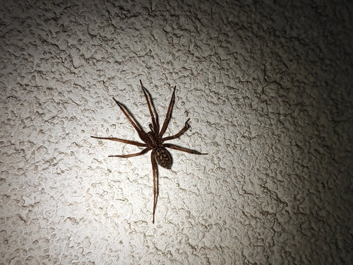 Tegenaria Atrica — Bild 5