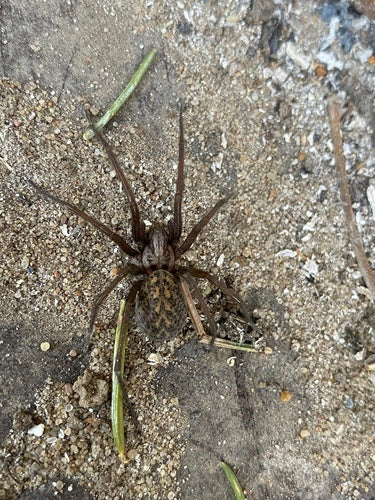 Tegenaria Atrica — Bild 1