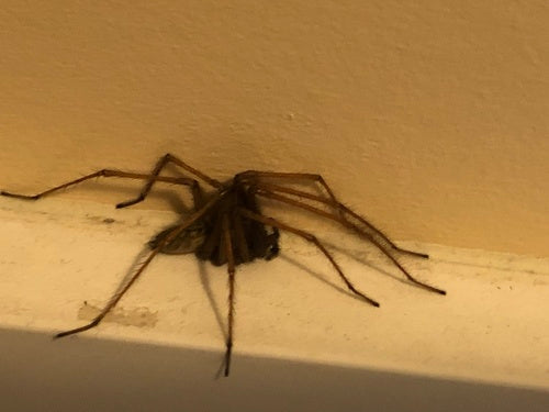 Tegenaria Atrica — foto 4 di 8