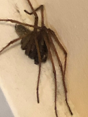 Tegenaria Atrica — foto 3 di 8
