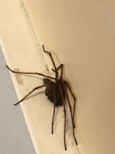 Tegenaria Atrica — foto 5 di 8