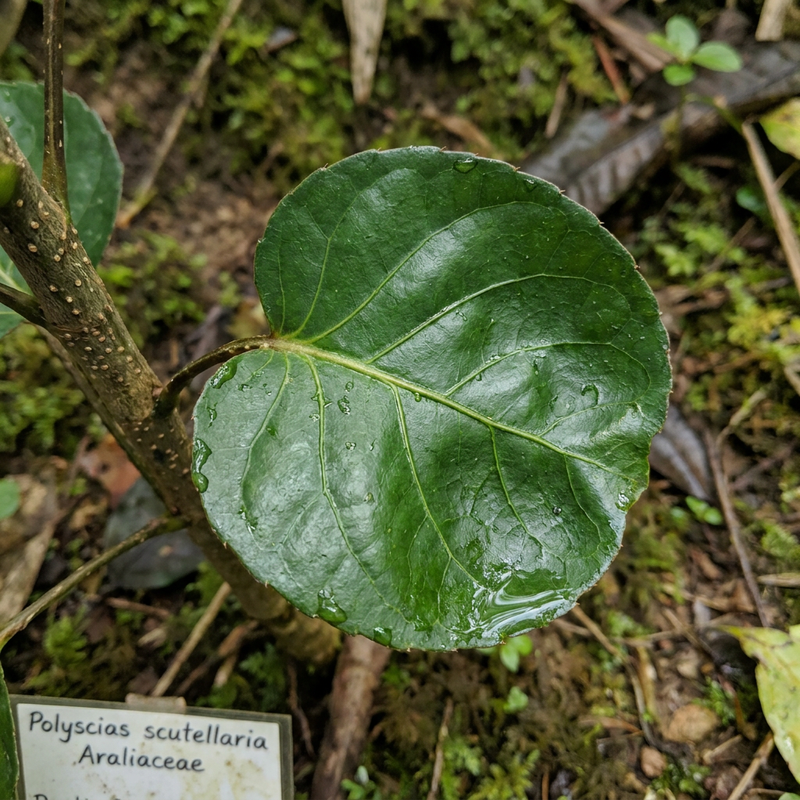 Piastra Aralia