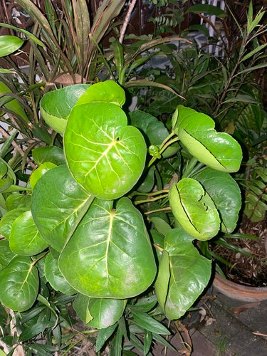 Piastra Aralia — foto 3 di 3