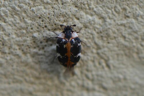Coleotteri dei tappeti — Bild 3