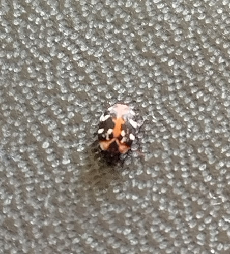 Coleotteri dei tappeti — Bild 5