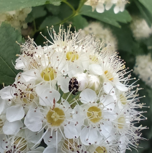 Coleotteri dei tappeti — Bild 4
