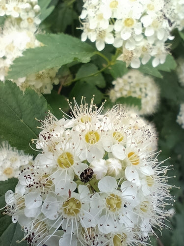 Coleotteri dei tappeti — Bild 5