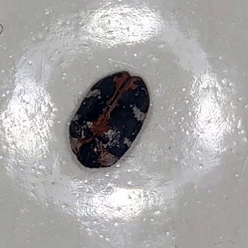 Coleotteri dei tappeti — Bild 4