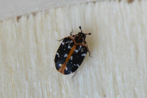 Coleotteri dei tappeti — Bild 2
