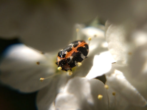 Coleotteri dei tappeti — Bild 1