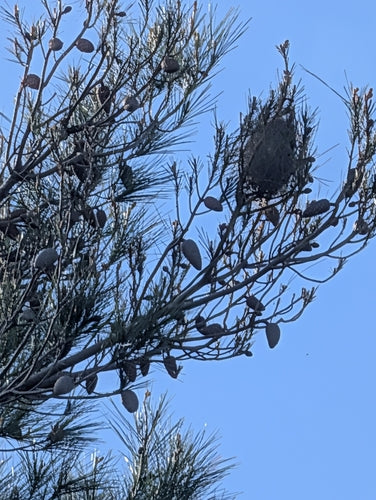 Thaumetopoea Pityocampa — foto 4 di 8