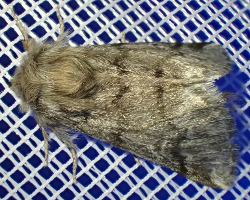 Thaumetopoea Pityocampa — Bild 2
