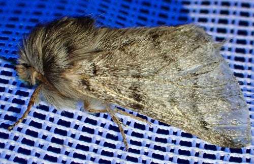 Thaumetopoea Pityocampa — Bild 1