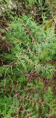 Thuja - Bild 2