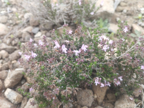 Thymian - Bild 1