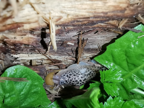 Lumaca tigre Limax Maximus — Bild 3