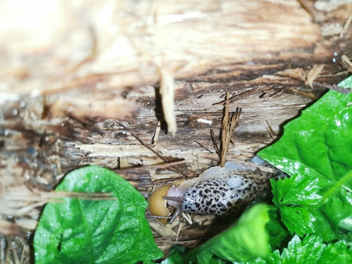 Lumaca tigre Limax Maximus — Bild 2